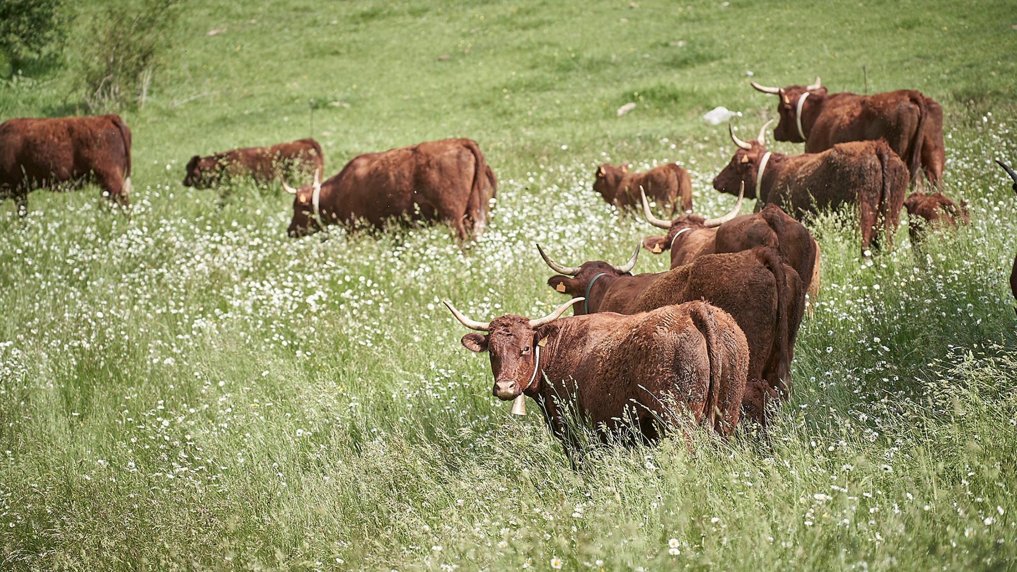 Carn de vedella Salers × Charolais, del prat al teu plat